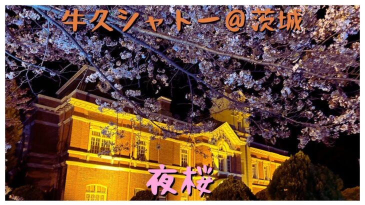 【茨城】牛久シャトーの夜桜がキレイ【観光】