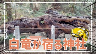 【茨城観光】白竜が宿る泉がある神社⛩️
