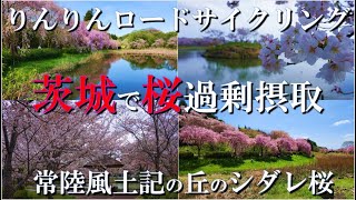 【茨城の桜】致死量の桜で過剰摂取は不可避ィ、土浦のりんりんロードで桜並木をサイクリングして、桜のドーナツ化現象の北条大池で過剰摂取、そして常陸風土記の丘のシダレ桜で瞬時の異世界転生