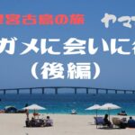 2023年 宮古島の旅　ヤマガラ　ウミガメに会いに行く（後編）