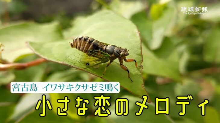 2023年 【宮古島】小さな恋のメロディ  イワサキクサゼミ鳴く