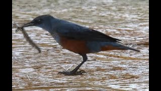 2023年 宮古島の風景と野鳥－ムカデを持ち去るイソヒヨドリ(雄)