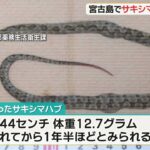 2023年 ハブがいないはずの宮古島で･･･ 死んだサキシマハブ見つかる 沖縄県が緊急で血清を準備