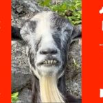 2023年 【人面山羊】可愛いカモとヤギ〜沖縄県宮古島市シギラセブンマイルズリゾート内シースカイ博愛乗り場にて