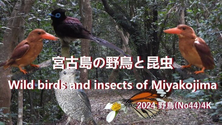 2023年 2024 野鳥(No44) 4K宮古島の野鳥と昆虫Wild birds and insects of Miyakojima#野鳥#昆虫