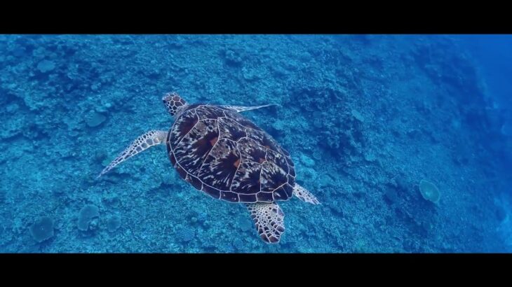 2023年 宮古島 八重干瀬 シュノーケル【沖縄旅行】2024/05/11