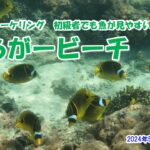 2023年 【宮古島シュノーケリング　初級者でも魚が見やすい　ぼらがービーチ】2024年5月15日　宮古島