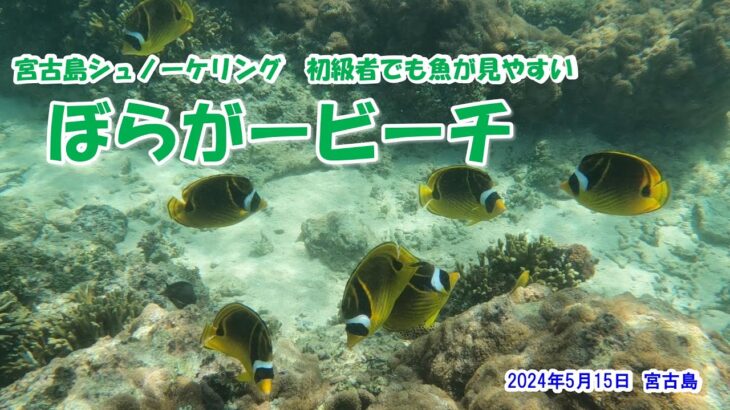 2023年 【宮古島シュノーケリング　初級者でも魚が見やすい　ぼらがービーチ】2024年5月15日　宮古島