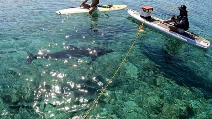 2023年 宮古島の珊瑚礁に突如現れたイルカの群れ。水深2mにイルカだと!? 釣りどころではなくなってしまった