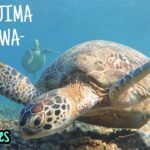 2023年 GoPro: Swimming with sea turtles on Miyakojima Island in Okinawa!