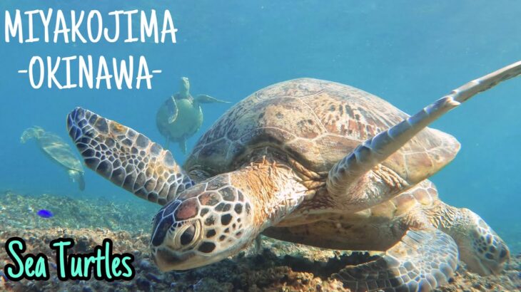 2023年 GoPro: Swimming with sea turtles on Miyakojima Island in Okinawa!