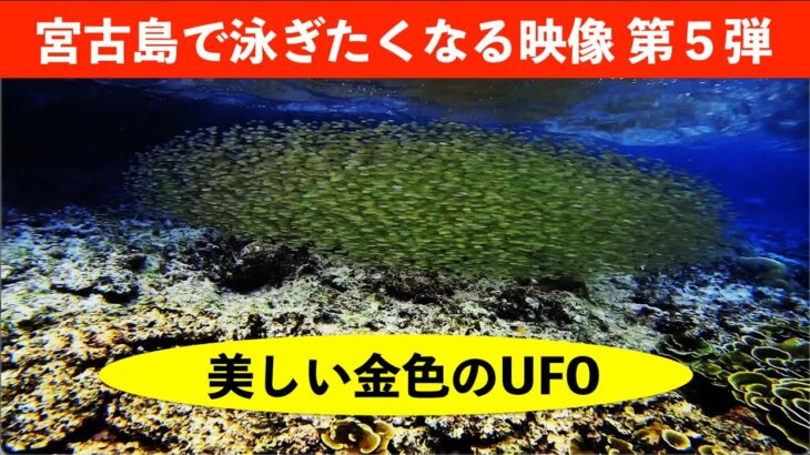 2023年 宮古島で泳ぎたくなる映像第５弾　美しい金色のUFO　沖縄県宮古島市来間島タコ公園下ビーチ（インガマ）