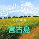 2023年 宮古島上野【ひまわり畑】miyakojima