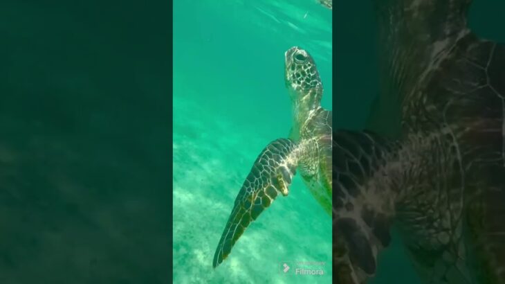 2023年 宮古島 新城海岸 #宮古島 #沖縄 #miyakojima #okinawa #japan #沖縄旅行 #海亀 #sup #seaturtles #シュノーケル