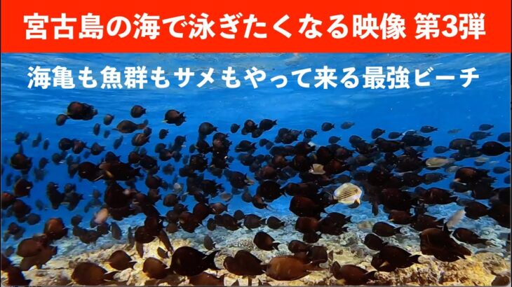 2023年 【スキンダイビング】宮古島の海で泳ぎたくなる映像第３弾　海亀も魚群もサメもやって来る最強ビーチ　沖縄県宮古島市東平安名ビーチ