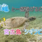 2023年 【宮古島】ウミガメと泳げる？初心者おすすめシギラビーチ