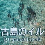 2023年 宮古島の海にイルカがやってきました！動物ドキュメンタリーvlog【DJI mini 3pro】