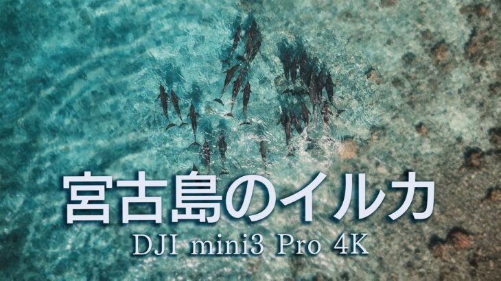 2023年 宮古島の海にイルカがやってきました！動物ドキュメンタリーvlog【DJI mini 3pro】