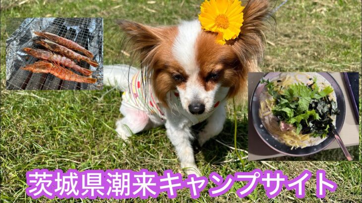 茨城県潮来キャンプサイト　犬も入れる　3回目