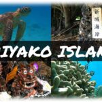 2023年 【沖縄・宮古島】5月の新城海岸、ウミガメと泳げましたぁｗ