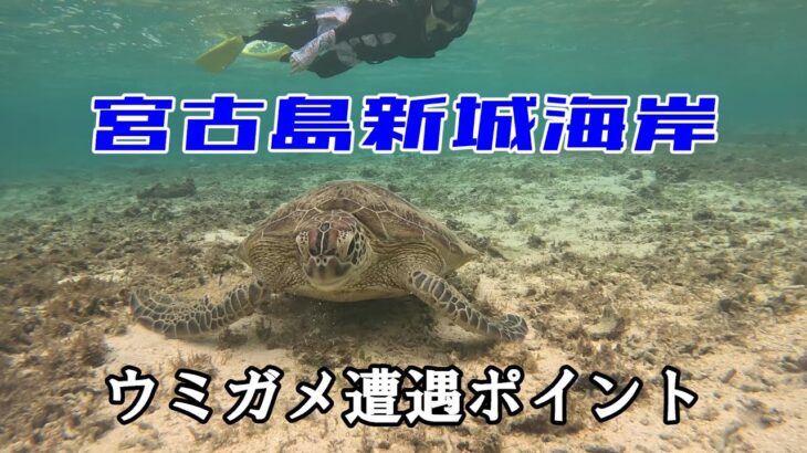 2023年 【60代夫婦のチャレンジ】停電の宮古島でウミガメを探す