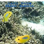 2023年 「スミツキトノサマダイ」「Bluespot Butterflyfish」【4k 水中 UNDERWATER】【宮古島　海　サンゴ　魚　シュノーケリング　水族館　観光　移住】