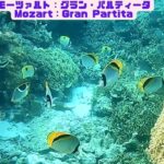 2023年 「サンゴ礁と熱帯魚」「Coral reef and tropical fish」【4k 水中 UNDERWATER】【宮古島　海　サンゴ　魚　シュノーケリング　水族館　観光　移住】