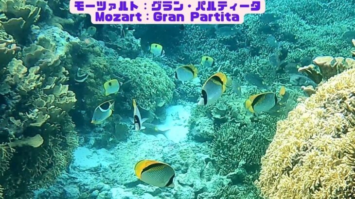 2023年 「サンゴ礁と熱帯魚」「Coral reef and tropical fish」【4k 水中 UNDERWATER】【宮古島　海　サンゴ　魚　シュノーケリング　水族館　観光　移住】