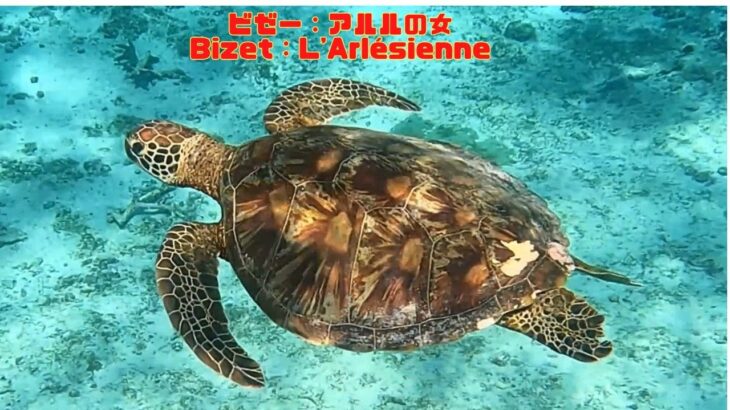 2023年 「アオウミガメ」「Green turtle」【4k 水中 UNDERWATER】【宮古島　海　サンゴ　魚　シュノーケリング　水族館　観光　移住】
