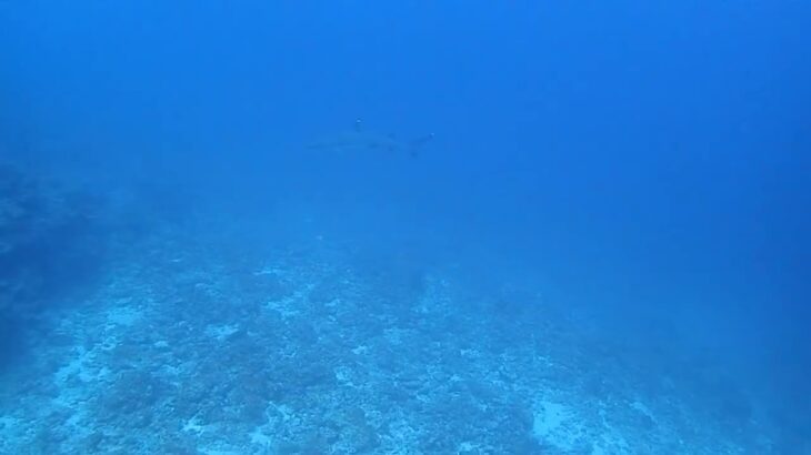 2023年 【神奈川 ディープ ダイビング】シニアダイバーと行く❗️宮古島ツアー✨なかなか良いサイズのサメに遭遇‼️でも、慌てないでOK✨