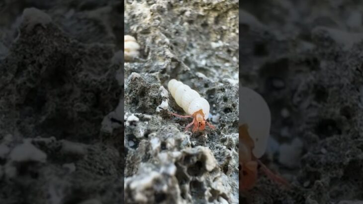 2023年 目がクリクリの可愛すぎるヤドカリ🐚#shorts #海 #ヤドカリ#宮古島