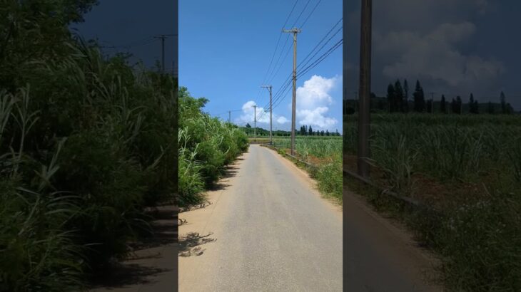 2023年 宮古島で発見！雄大なサトウキビ畑を散歩🌿🚶‍♂️