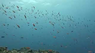 2023年 【神奈川 スキューバ ダイビング】地形が有名な宮古島ですが、魚も多いんですよ🐟南国らしいカラフルな魚も群れは、いつ見ても飽きませんね🎵