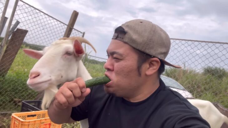 2023年 （宮古島）ヤギとの触れ合い！人生のテーマ編！オリオンビールと焼肉！