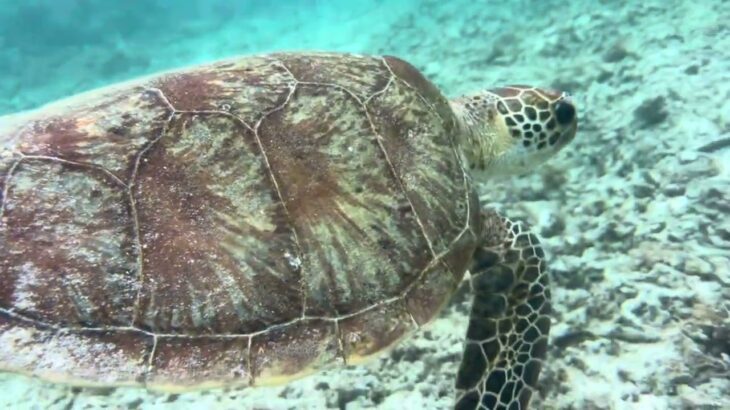 2023年 宮古島　ウミガメの呼吸