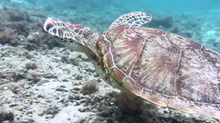 2023年 宮古島　ウミガメ