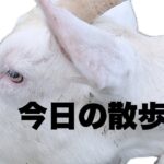 2023年 （宮古島）やぎと散歩してみた！飼ってるやぎ小春とハイジ！応援してね！