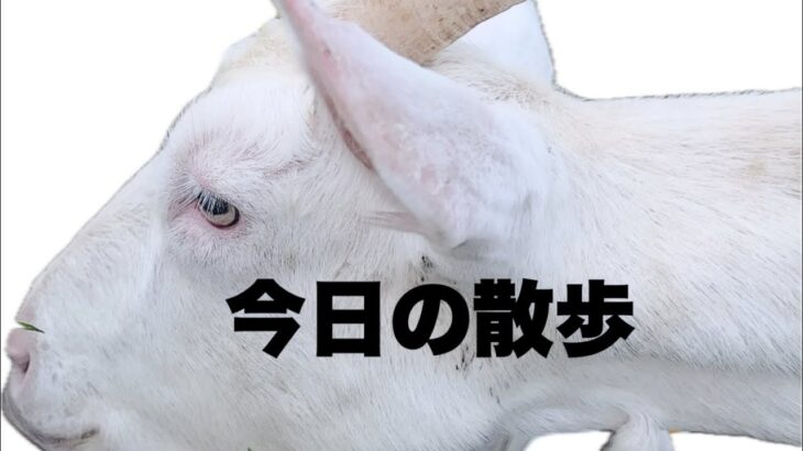 2023年 （宮古島）やぎと散歩してみた！飼ってるやぎ小春とハイジ！応援してね！