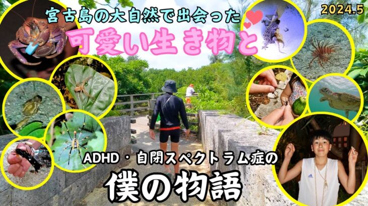 2023年 【発達障害ADHD】僕の個性が活きる旅【宮古島で捕った生き物全部】