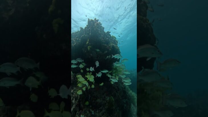 2023年 体験ダイビング@宮古島 Diving at Miyakojima