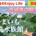 定年後のEnjoy Life　旅編　茨城で有名と言ったら！　れんこん、さつまいも、大洗水族館