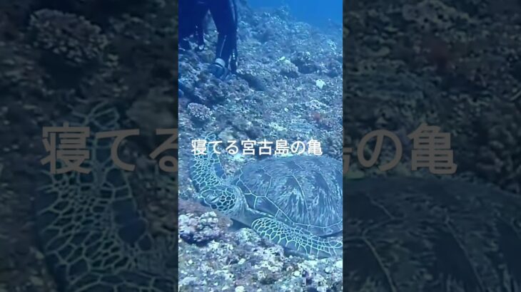 2023年 睡眠中の宮古島の亀 #宮古島#亀#거북이 #turtle