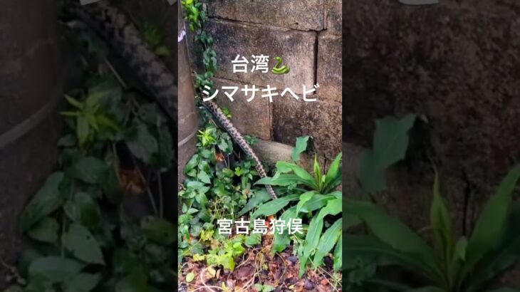 2023年 撮影成功‼️宮古島狩俣で台湾サキシマヘビ