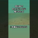 2023年 宮古島で巨大ウミヘビに煽られる