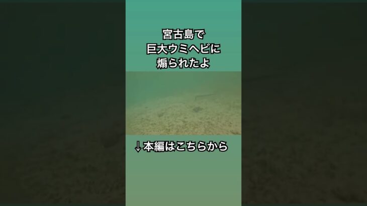 2023年 宮古島で巨大ウミヘビに煽られる