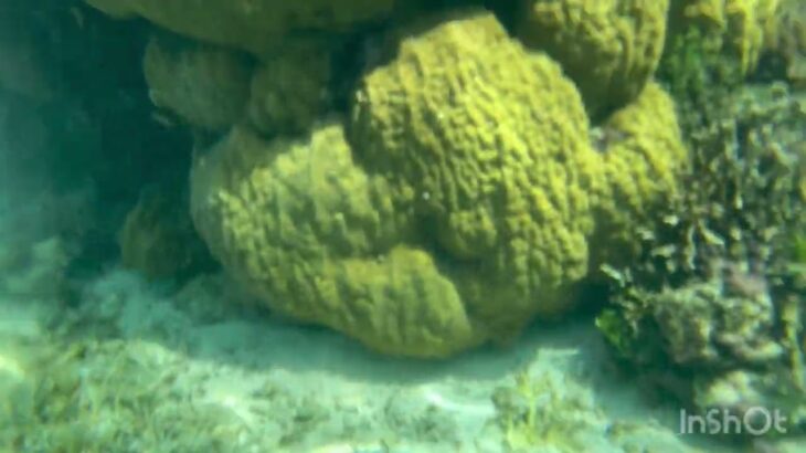2023年 宮古島　吉野海岸のシュノーケリング　熱帯魚がいっぱい。サンゴ礁の海。