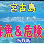 2023年 宮古島　危険毒生物＆危険生物　海水魚編　図鑑