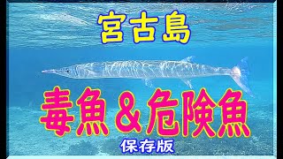 2023年 宮古島　危険毒生物＆危険生物　海水魚編　図鑑