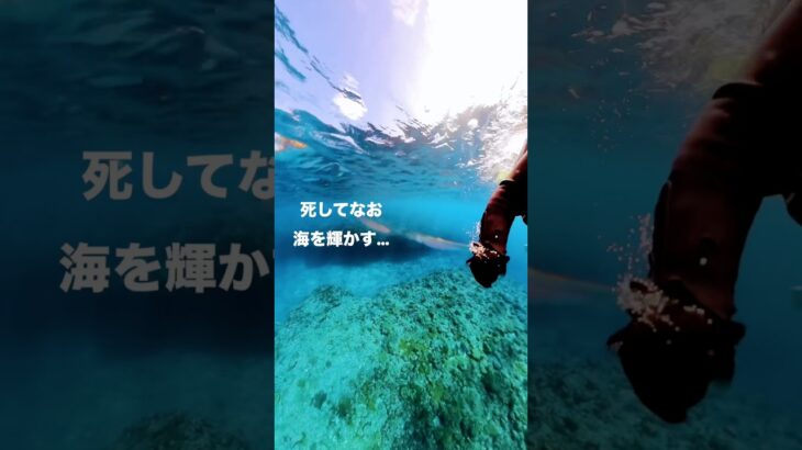 2023年 宮古島の海が特別綺麗な理由は？#ダイビング #エンタメ #海 #海底 #サンゴ