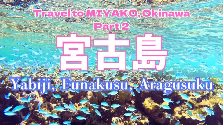 2023年 【宮古島】八重干瀬/フナスクビーチ/新城海岸でお魚たちと泳ぐ！！